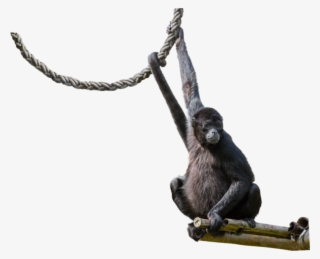 Spider Monkey Png - Prehensile Tail #5480053