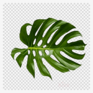 Tropical Leaf Png Clipart Palm Trees Leaf Clip Art - Tropical Palm Leaf Png #5483507