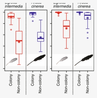 Boxplots Of Decomposition Rates Of Egretta Intermedia - Grey Heron #5484948