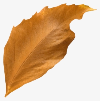 Curled Fall Leaf - Leaf - Free Transparent PNG Download - PNGkey