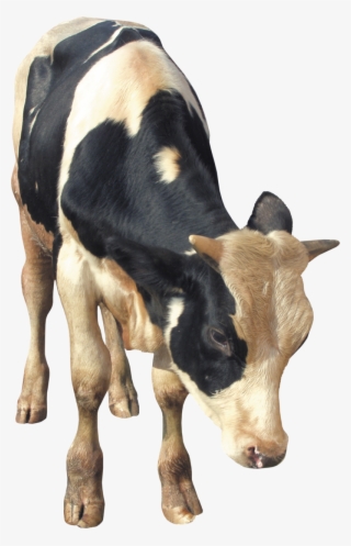 Cow Png, Download Png Image With Transparent Background, - Cattle #5487934
