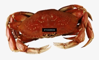 Crab - Dungeness Crab #5490882