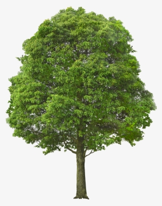 Publicado Por Maric En - Tree Bushes Png #5492920