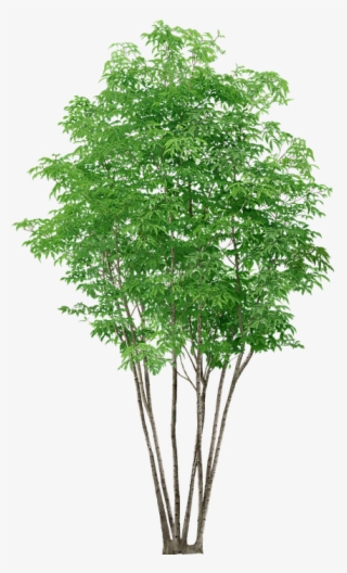 Arboles Png Sin Fondo - Tree Png #5493384