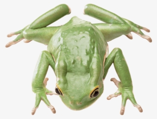 Free Png Frog Png Images Transparent - Zaby I Ropuchy Niezwykly Swiat Zwierzat-bell #5494012