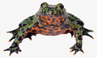 Frog Png, Download Png Image With Transparent Background, - Zwierzęta Świata Płazy I Gady Ibis #5494557