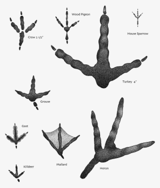 Tracks - Bird Footprints Identification #5496168