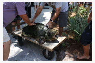 Clip Art News Tonca, The Museum Of Science & History's #5497671