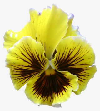Fleur5 Pensee Photog - Pansy #5497867