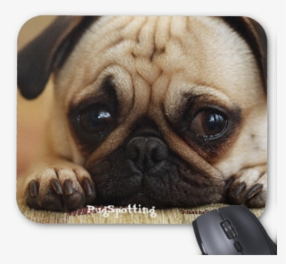 Pugspotting Pug Head Shot Mouse Pads - Dog And Cat Crying #5498732