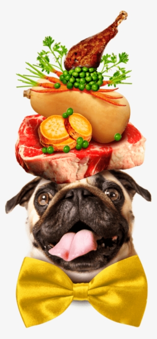 A Pug Dog Wearing A Large Yellow Bowtie, Balancing #5498898