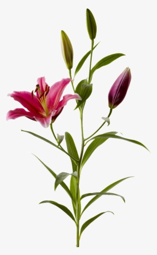 Lily - Stargazer Lily #5499731