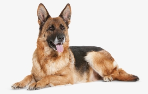 German Shepherds Are Usually Strong And Highly Intelligent - Mature Dog #550053