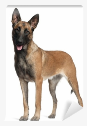 German Shepherd, 1 Year Old, Standing Wall Mural • - K9 Dog #550080