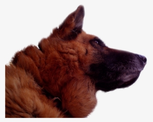 German Shepherd , Deutscher Schäferhund ( - German Shepherd #550323