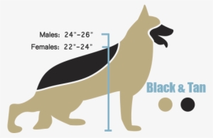 The American Line German Shepherd Height And Weight - White German Shepherd Height #550341
