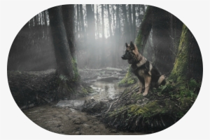 226898 Animals Dog Forest German Shepherd Moss - Dog #550358