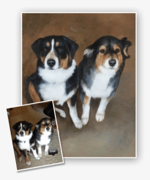 Pet Portrait Sketch - Australian Shepherd #550456