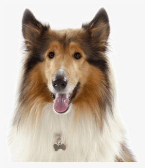 Search - Rough Collie #550539