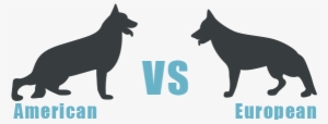 The Difference Between American And European Showline - European German Shepherd Vs American German Shepherd #550645