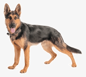 Looking For A German Shepherd Dog Puppy Or Dog In California #551019