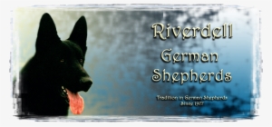 German Shepherd - Virginia #551062