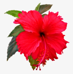 Beautiful Red Hibiscus Flower Png Trans Back - Shoe Flower Clip Art #551486