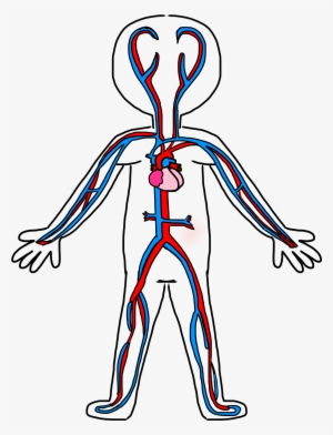 Circulatory System Drawing Kids - Circulatory System Easy To Draw #551931