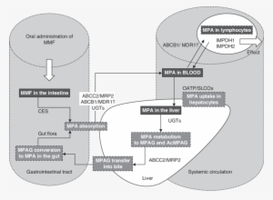 Outline Of Mycophenolate Mofetil Absorption And Dissolution - Diagram #552306