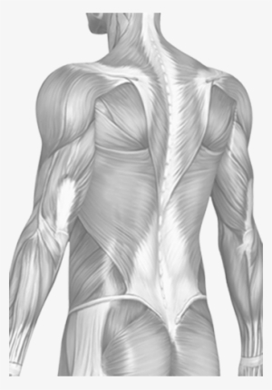 Thurston Drive - Throwing A Football Muscles #552655