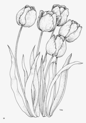 Flower195 - Tulip Coloring Pages For Adults #552776