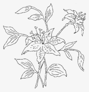 Flower Outline Png - Tiger Lily Drawing #553328