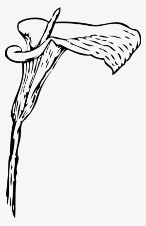 Vector Clip Art - Calla Lily Clip Art #553355