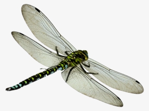 Dragonfly Png #555011