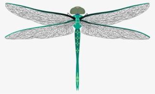 Dragonfly Png #555096