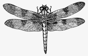 Free Vector Dragonfly Clip Art - Dragonfly Black And White #555098