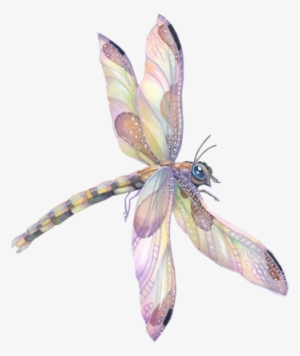 3 - Dragonfly #555101