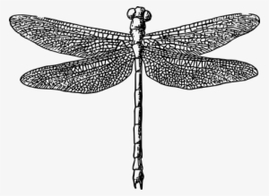 Animal Dragonfly Fly Insect Wings Dragonfl - Black And White Dragonfly Png #555142