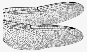 Dragonfly Wing Bug Insect Fly Nature Damse - トンボ の 羽 #555256