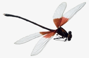 Dragonfly Png #555400