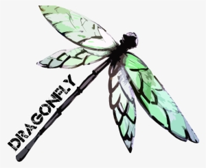 Dragonfly Pictures - Qygjxz - Pivovar Dragonfly #555468