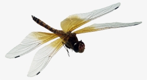 Dragonfly Png - Dragonfly Transparent Background #555590