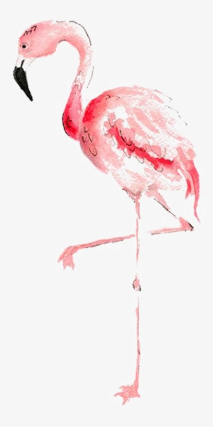 Flamingo Watercolor Painting Transprent Banner Black - Watercolor Flamingo Transparent Background #555660