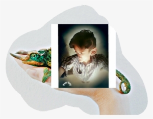 Alligator #555665