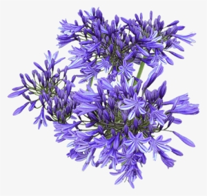 Agapanthus Star Series - Agapanthus Top View Png #557397