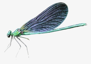 Dragonfly Png Transparent #557845