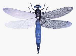 Free Png Dragonfly Png Images Transparent - Dragonfly Png #557867