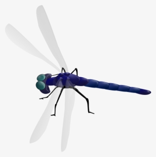 Small - Dragonfly Clipart #557895