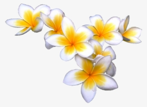 Tropical Flower Pics - Frangipani Transparent #558144