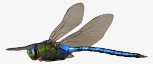 Dragonfly Transparent Flying Graphic Freeuse Stock - Dragonfly Flying Transparent Background #558338